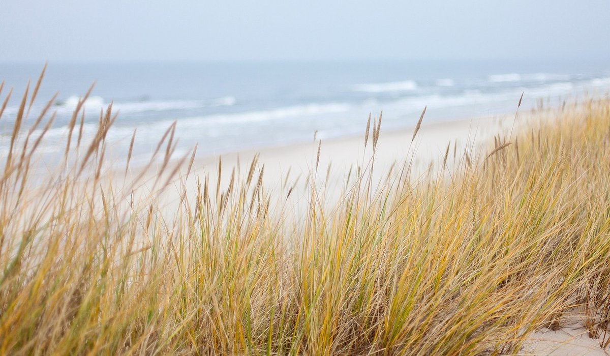 Beachcombing: Identifying Common Coastal Finds